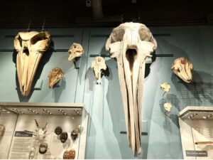 Photo courtesy of UAMN
In October, family programs at the UA Museum of the North will explore skulls, such as these whale skulls on display.