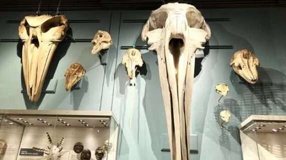 Museum programs explore skulls in October