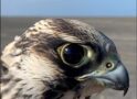 Alaska peregrine falcon numbers drop again