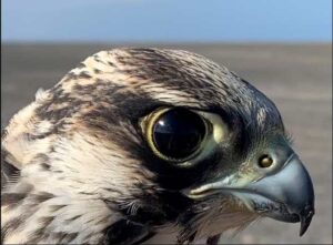 Photo courtesy of Padre Island Peregrine Falcon Survey
A male peregrine falcon that hatched in 2023 looks at the biologist who captured him on South Padre Island in Texas in late 2023.