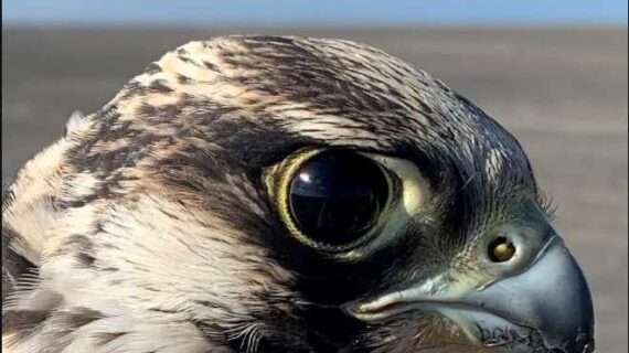 Alaska peregrine falcon numbers drop again