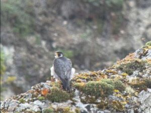 Photo by Skip Ambrose
A peregrine falcon perches on a bluff above the conjunction of Takoma Creek and the Yukon River in summer 2024.