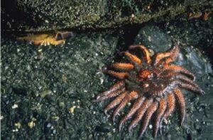 Kodiak area starfish. Nekeferoff Collection.
