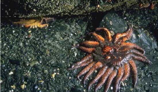 Starfish-Alutiiq Word of the Week