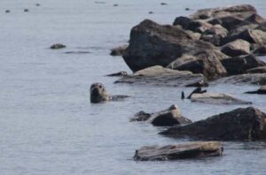 Photo by Donna Hauser
A harbor seal swims in Iliamna Lake, Alaska, in 2015.