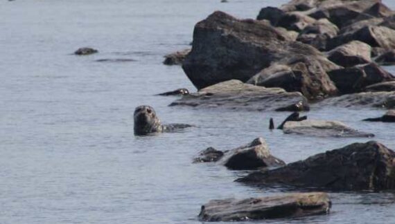 Surprising genetic differences found in Iliamna Lake harbor seals