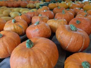 Photo courtesy of Glenna Gannon Sunshine winter squash, front, are among several varieties of winter squash grown as part of the University of Alaska Fairbanks variety trials.