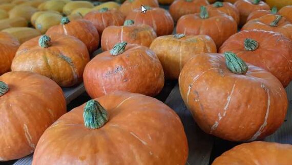 Webinar highlights Alaska-grown winter squash, pumpkins