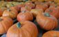 Webinar highlights Alaska-grown winter squash, pumpkins