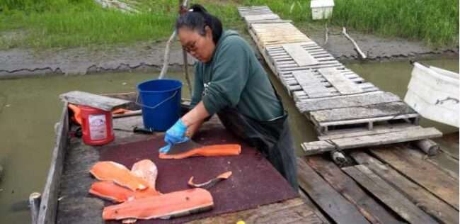 An Alaska Native woman uses a traditional ulu knife to cut strips of salmon to hang in the smokehouse at a fishing camp along the Kuskokwim River. Credit: NOAA Fisheries
