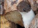 Weasels are cute, natural-born killers