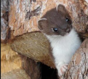 Photo by Ned Rozell
A short-tailed weasel defends its spot in a wood pile on the porch of a cabin within Denali National Park.