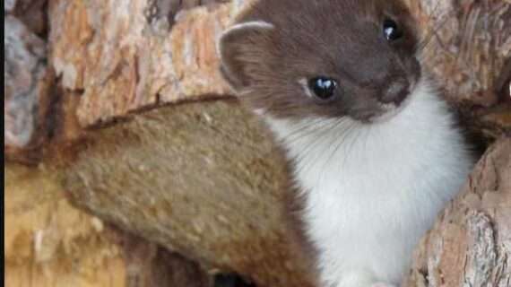 Weasels are cute, natural-born killers