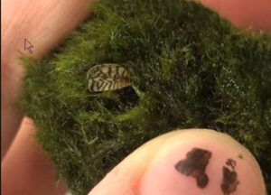 Photo courtesy of U.S. Geological Survey
Workshop speakers will describe efforts to work with aquarium supply retailers to prevent the importation and sale of aquarium plants that can harbor the highly invasive mussels, such as this zebra mussel (Dreissena polymorpha) hiding in a Maremo mossball, a commonly sold aquarium plant.