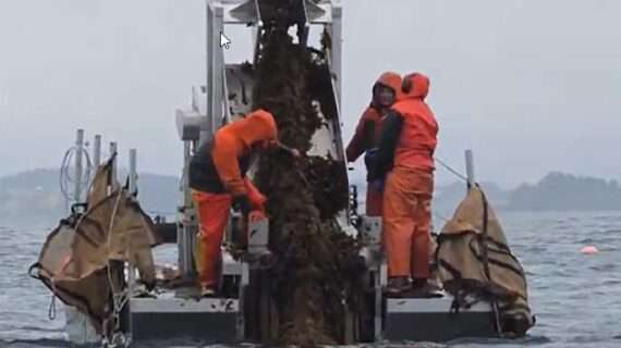 Do Alaska Kelp Farms Provide Habitat for Native Species?