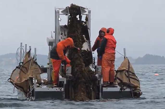 Do Alaska Kelp Farms Provide Habitat for Native Species?