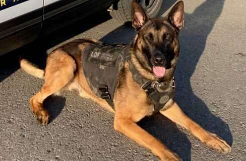 Two Suspects Arrested in Assault/Robbery/Vehicle Theft Incident