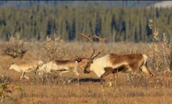State Moves Forward with Bear Removal Program to Support Mulchatna Caribou Herd