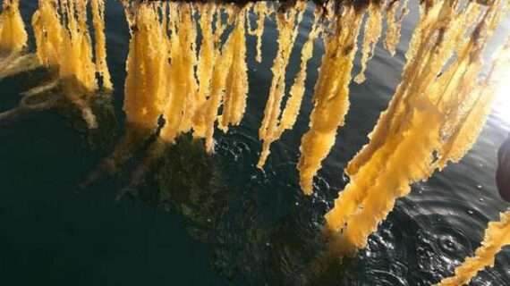 Testing Methods to Minimize Herring Spawning Events on Alaska Kelp Farms