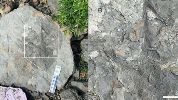 Fossil tracks push range of large bird northward