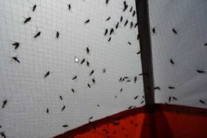 Photo by Ned Rozell. Insects like these flies clinging to a tent seem to be in ample supply in Alaska’s boreal forest.