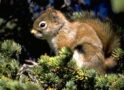 The secret life of red squirrels