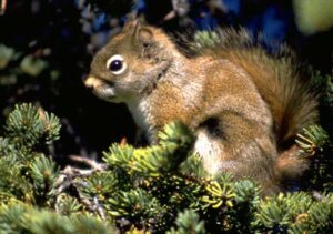 Photo by T. Karels.
A red squirrel sits in a spruce tree. Canadian scientists have discovered intriguing behavior characteristics in the species.