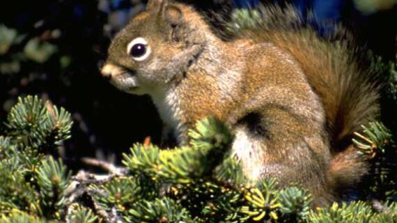 The secret life of red squirrels