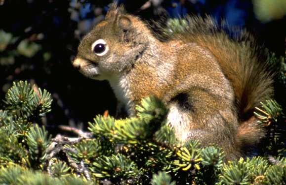 The secret life of red squirrels