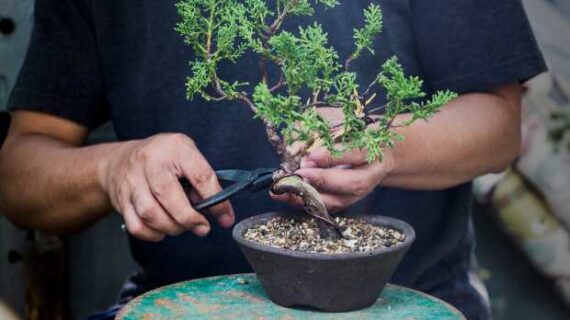 Learn the ancient art of bonsai in Anchorage class