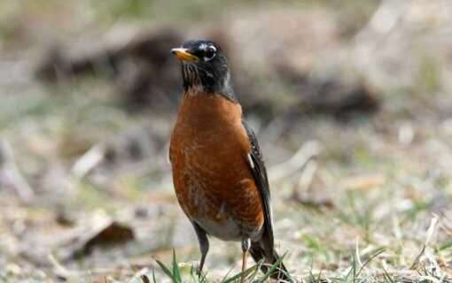 The American robin returns on time