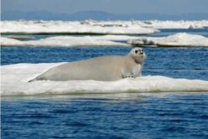 Bearded Seal. Credit: John Jansen/NOAA Fisheries
