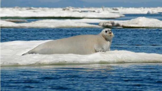 New Method Provides Reliable Estimates for Bearded Seals