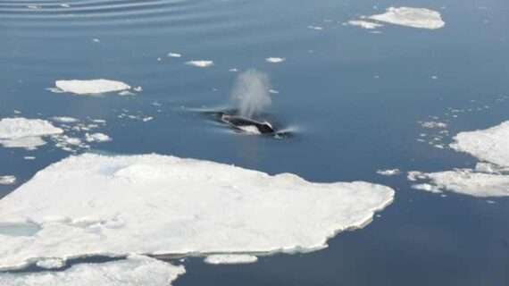 Climate change poses severe threat to bowhead whale habitat