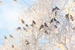 Photo by Todd Paris
Bohemian waxwings flock together in a birch tree on the University of Alaska Fairbanks Troth Yeddha’ Campus on a cold winter afternoon.