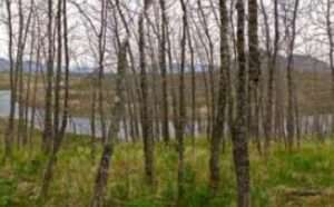 Photo: A grove of deciduous trees overlooking a bend in the Karluk River.
