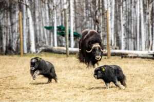 UAF photo
Baby muskoxen romp on a sunny day in May 2023 at UAF's Large Animal Research Station.