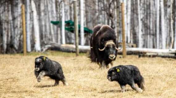 LARS to host birthday bash for baby muskoxen, reindeer