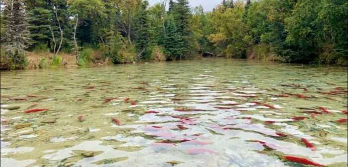 Researchers gain insights on Iliamna Lake salmon populations