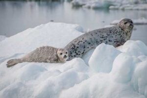 Photo courtesy of NOAA Fisheries
A spotted seal mother and pup rest on an ice floe in the Bering Sea.