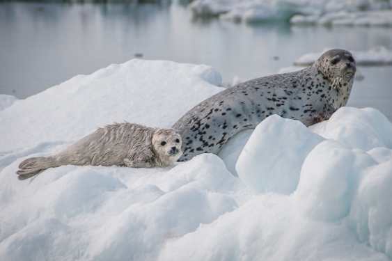 Arctic Report Card spotlights caribou, seals and carbon