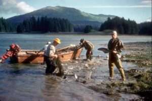 Photo: Men beach seining in Afognak Bay, ca. 1961. Chadwick collection.