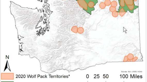 Wolves’ return has had only small impact on deer populations in NE Washington, study shows