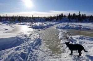 Cora the dog seems to contemplate a winter trail filled with water during a recent trip to the White Mountains National Recreation area north of Fairbanks. Photo by Ned Rozell