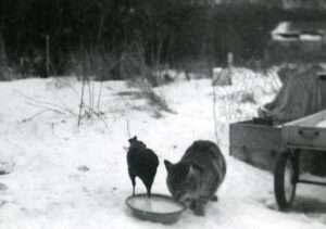 Photo: A cat and a crow share a dish of food, Larsen Bay, ca. 1955. Courtesy of Tim and Norman Smith
