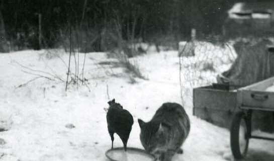 Cat-Alutiiq Word of the Week