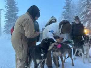 Courtesy of Cristina Hansen UAF veterinary medicine students inspect dogs at the Yukon Quest race start in 2024.