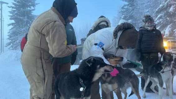 Study charts dog injuries’ impact on Yukon Quest finishes