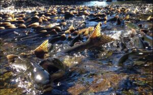 Photo by Kate Ruck. Pink salmon spawn in Gilmour Creek, Prince William Sound, Alaska, as a field technician works to collect carcasses of dead fish.