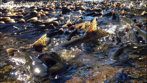 Hatcheries can boost wild salmon numbers but reduce diversity